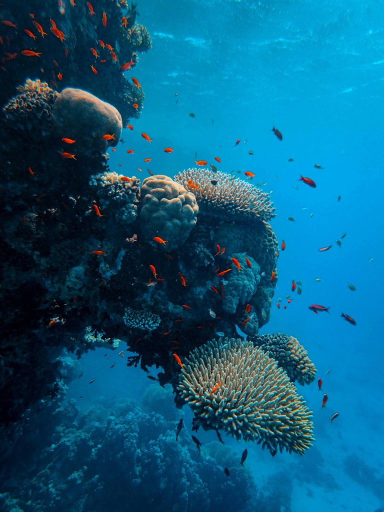 Coral Reef
